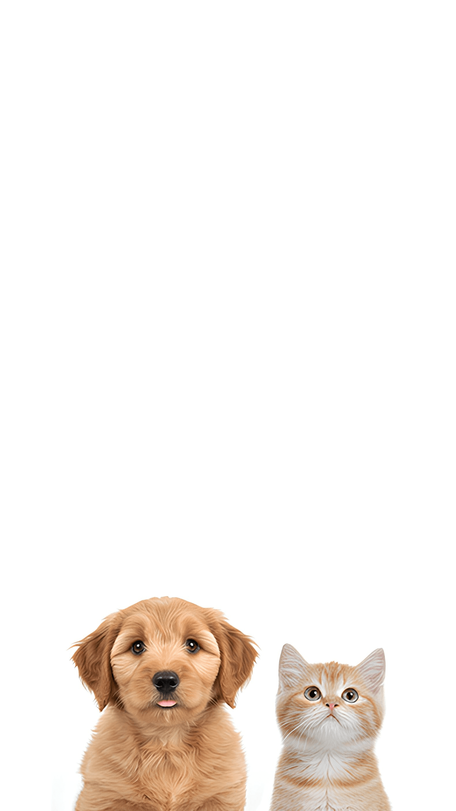 Imagen de fondo del portal de seguimiento